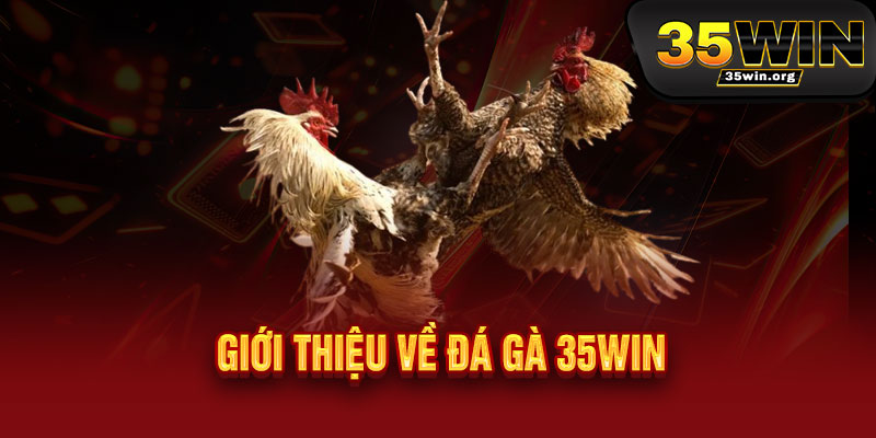 Đá Gà 35WIN - Căng tràn đam mê, thắng đậm phong độ - X2 X3 tỷ lệ thưởng 2 Giới thiệu về Đá Gà 35WIN
