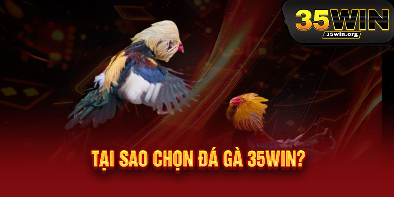 Đá Gà 35WIN - Căng tràn đam mê, thắng đậm phong độ - X2 X3 tỷ lệ thưởng 3 Tại sao chọn Đá Gà 35WIN?